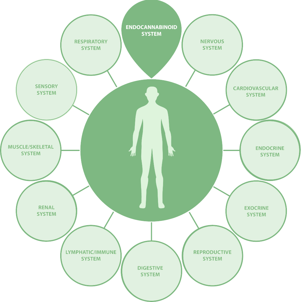 Cannabis and The Endocannabinoid System | Nature's Remedy